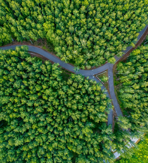 roads forest summer lush foliage forks