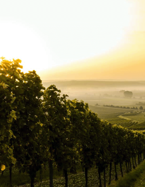 fb vineyard SL1