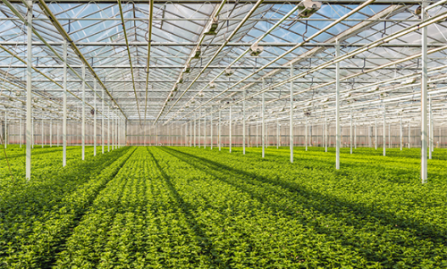 greenhouse plants farming ML1