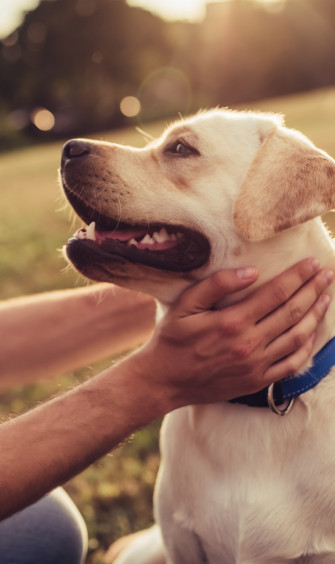 cropped image young man labrador