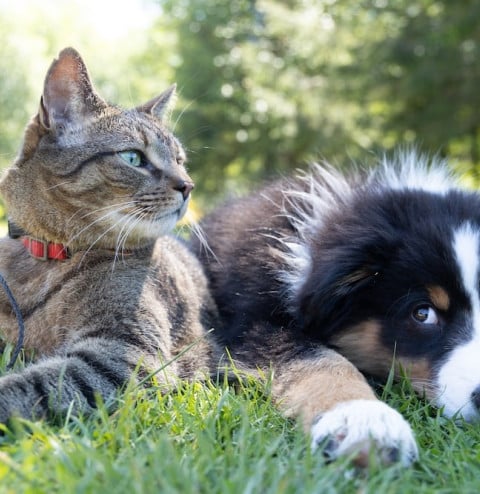 pets cat dog VPG