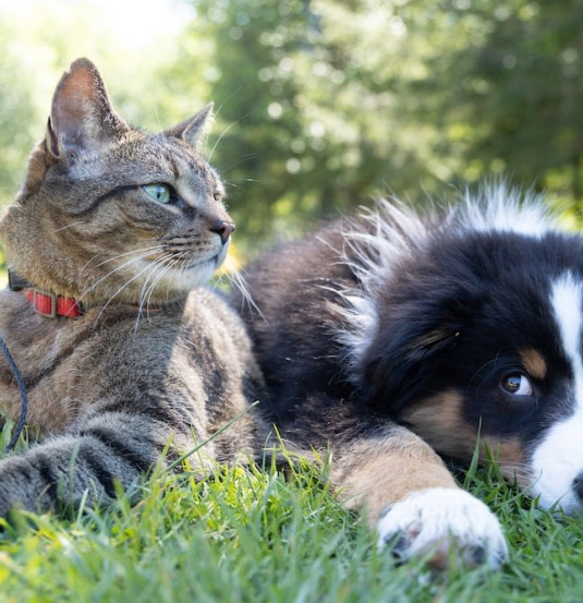 pets cat dog VPG