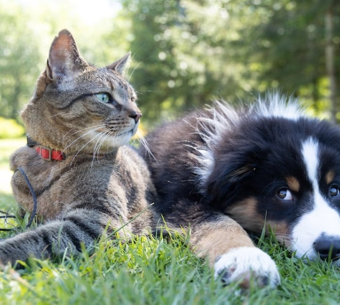 pets cat dog VPG