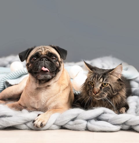 pets dog and cat