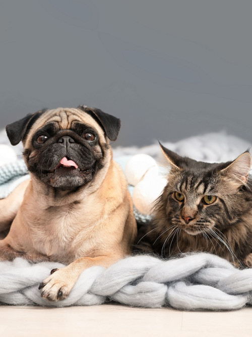 pets dog and cat