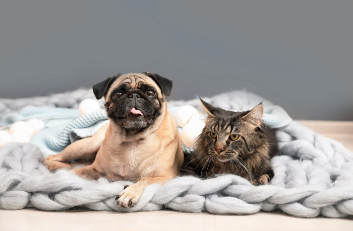 pet food
