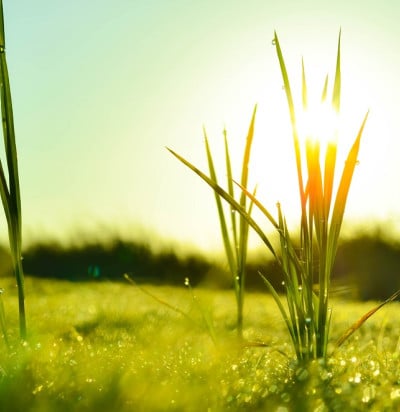 plants green