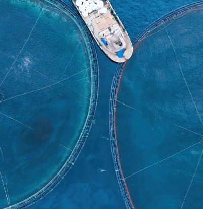 aquaculture fish feeding