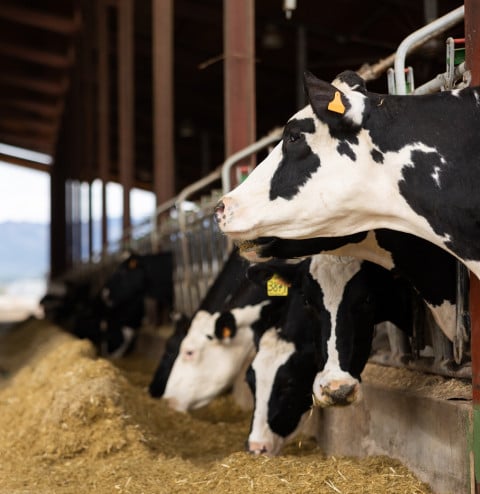 dairy cows eating hay
