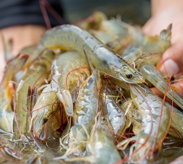 prawns