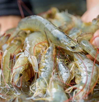 prawns