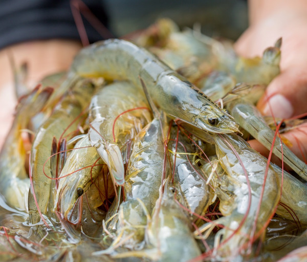 prawns
