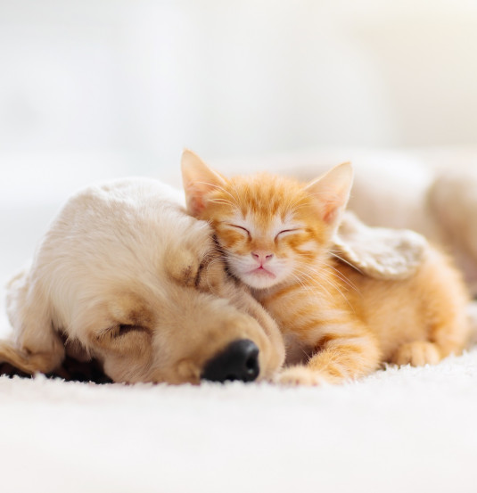 cat dog hug
