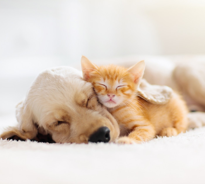 cat dog hug