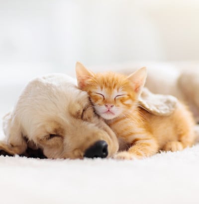 cat dog hug