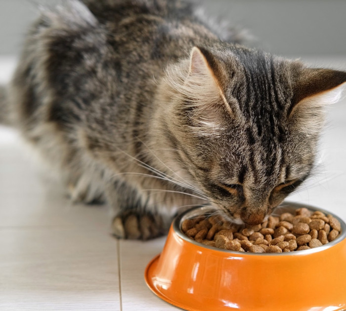 cat eating bowl young eats food