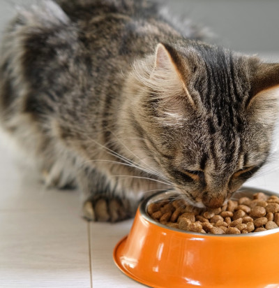 cat eating bowl young eats food