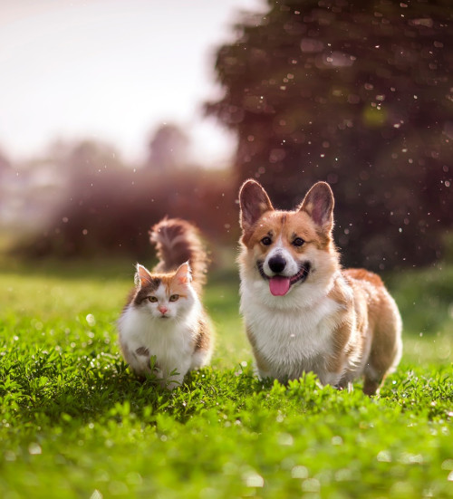 furry friends red cat corgi dog