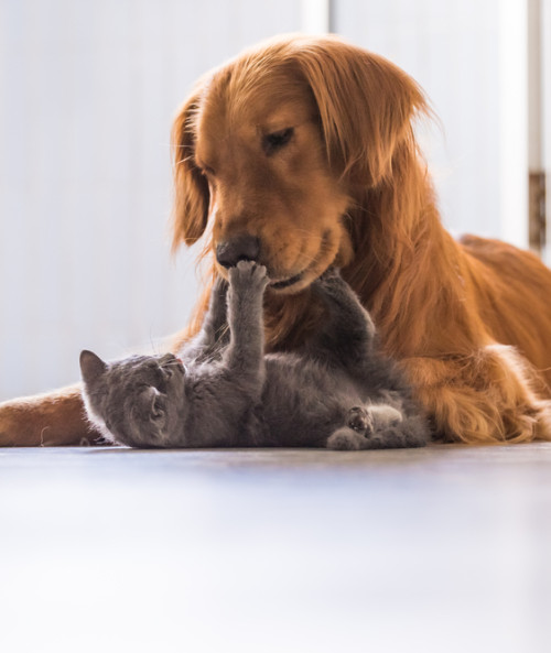 golden retriever cat playing