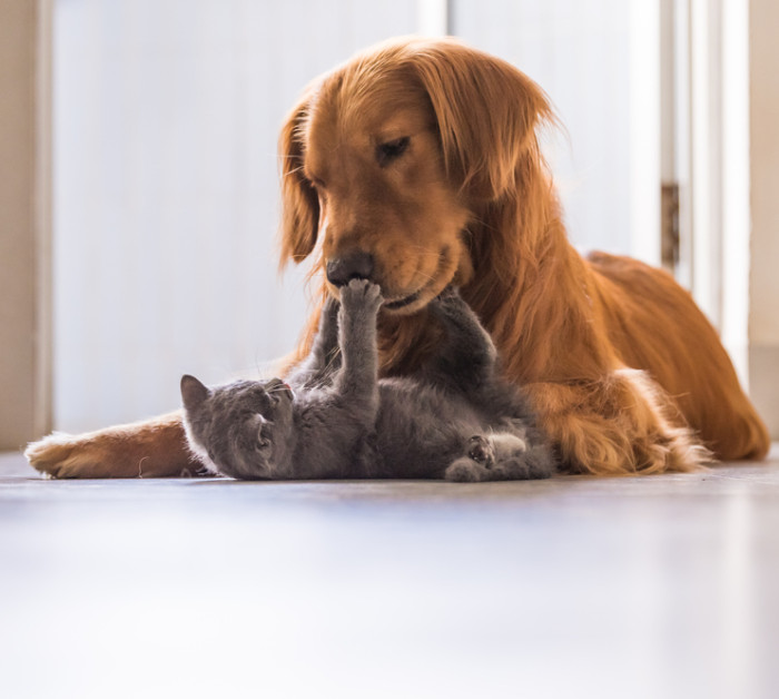 golden retriever cat playing