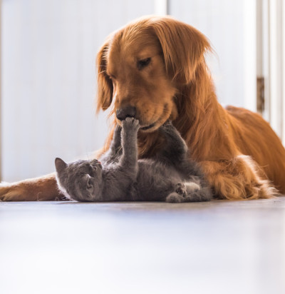 golden retriever cat playing