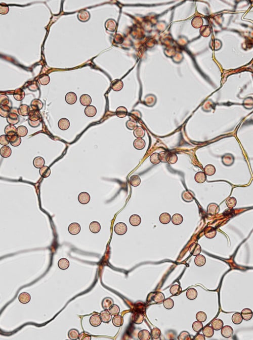 microscopy lab