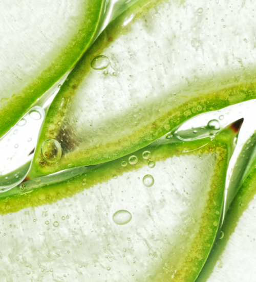 aloe L2M