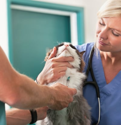 Cat at the vet