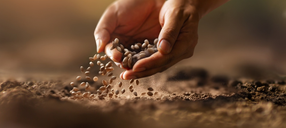 expert farmer hand sowing seeds vegetable