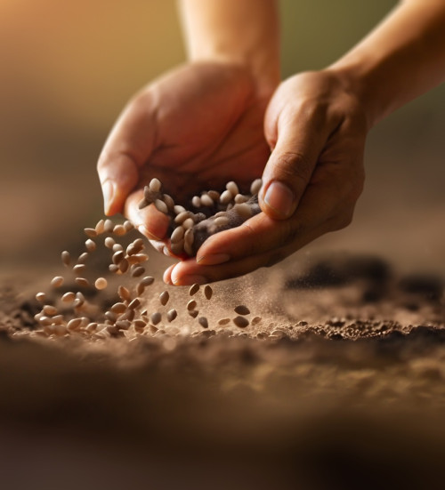 expert farmer hand sowing seeds vegetable