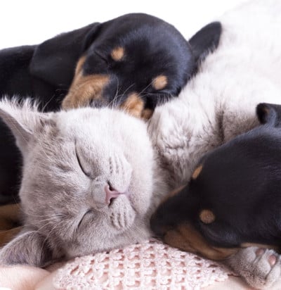 dog cat Omaelainklinikka